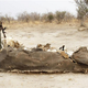 Illustration for article titled Poachers use cyanide to massacre over 300 elephants in Zimbabwe